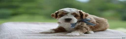 Mini Goldendoodle dogs for sale: September - Ad 4