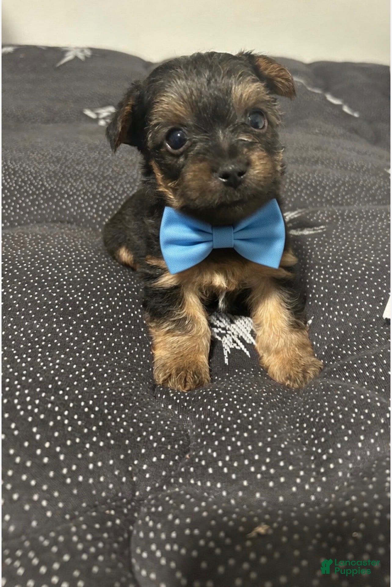 Yorkiepoo dogs Yorkiepoo Puppy 2 - Ad 37