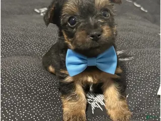 Yorkiepoo dogs Yorkiepoo Puppy 2 - Ad 37