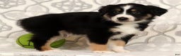 Miniature Australian Shepherd dogs for sale: Jimmy - Ad 6