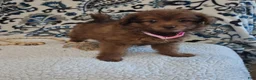 Pomapoo dogs for sale: Sophie - Ad 4