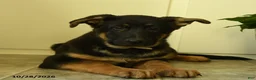 German Shepherd dogs for sale: Athena - Ad 3