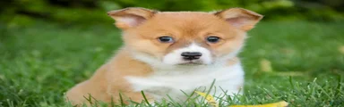 Cheerio Welsh Corgi Pembroke 