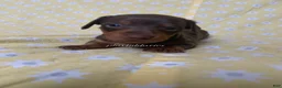 Miniature Dachshund dogs for sale: Tootsie - Ad 21