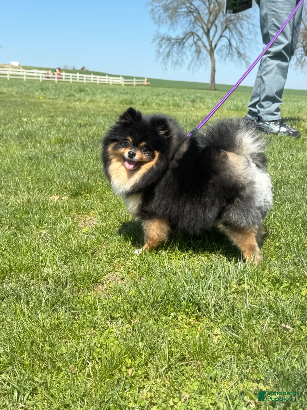Pomeranian dogs for sale: Half Pint - Ad 4