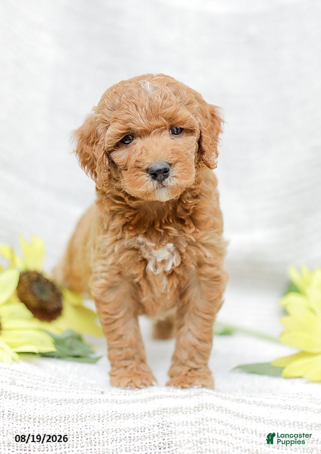 Goldendoodle dogs Josiah - Ad 1