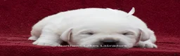 Labrador Retriever dogs for sale: Michael - Ad 2