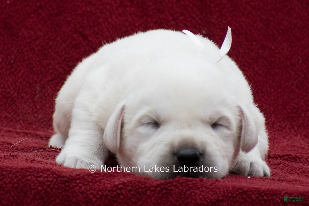 Labrador Retriever dogs for sale: Michael - Ad 2