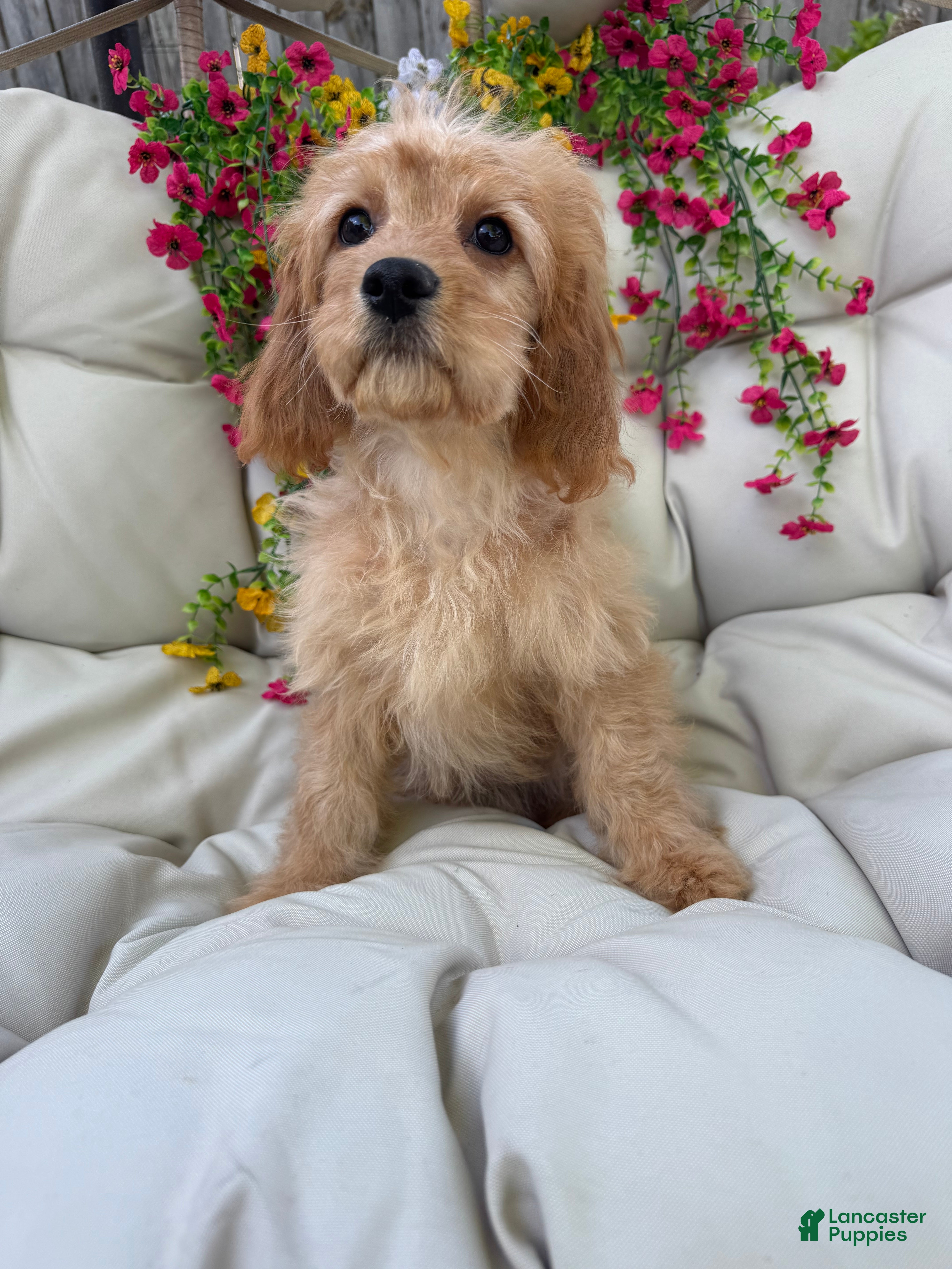 Cavapoo dogs Bonnie - Ad 2