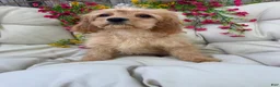 Cavapoo dogs for sale: Bonnie - Ad 2