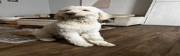 Goldendoodle dogs for stud: Goldendoodle stud - Ad 1