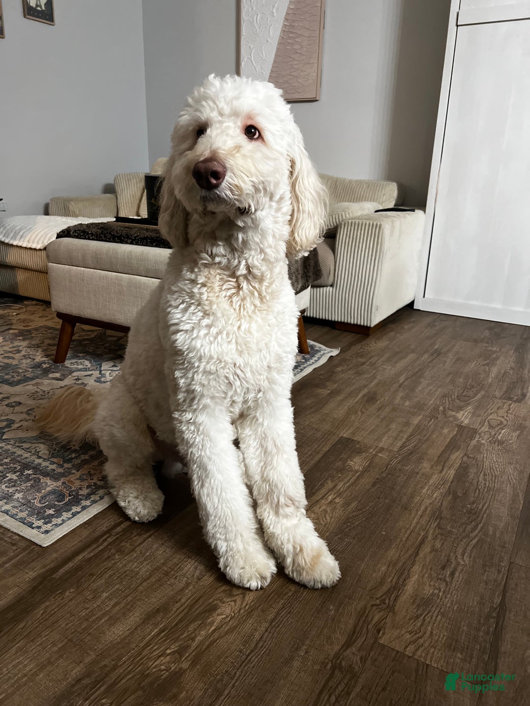 Goldendoodle dogs for stud: Goldendoodle stud - Ad 1