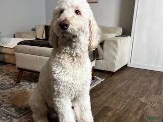 Goldendoodle dogs Goldendoodle stud - Ad 3