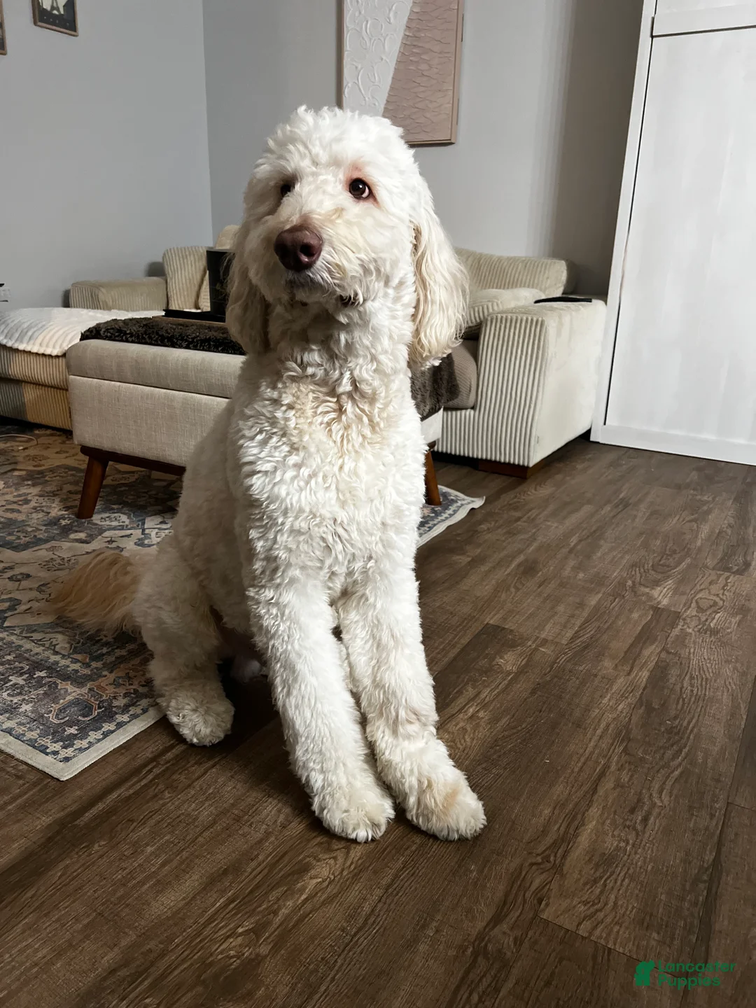 Goldendoodle dogs for stud: Goldendoodle stud - Ad 1