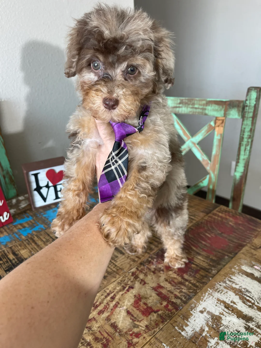 Miniature Poodle dogs for sale: Akc Clear Chocolate Merle Phantom Boy  - Ad 6