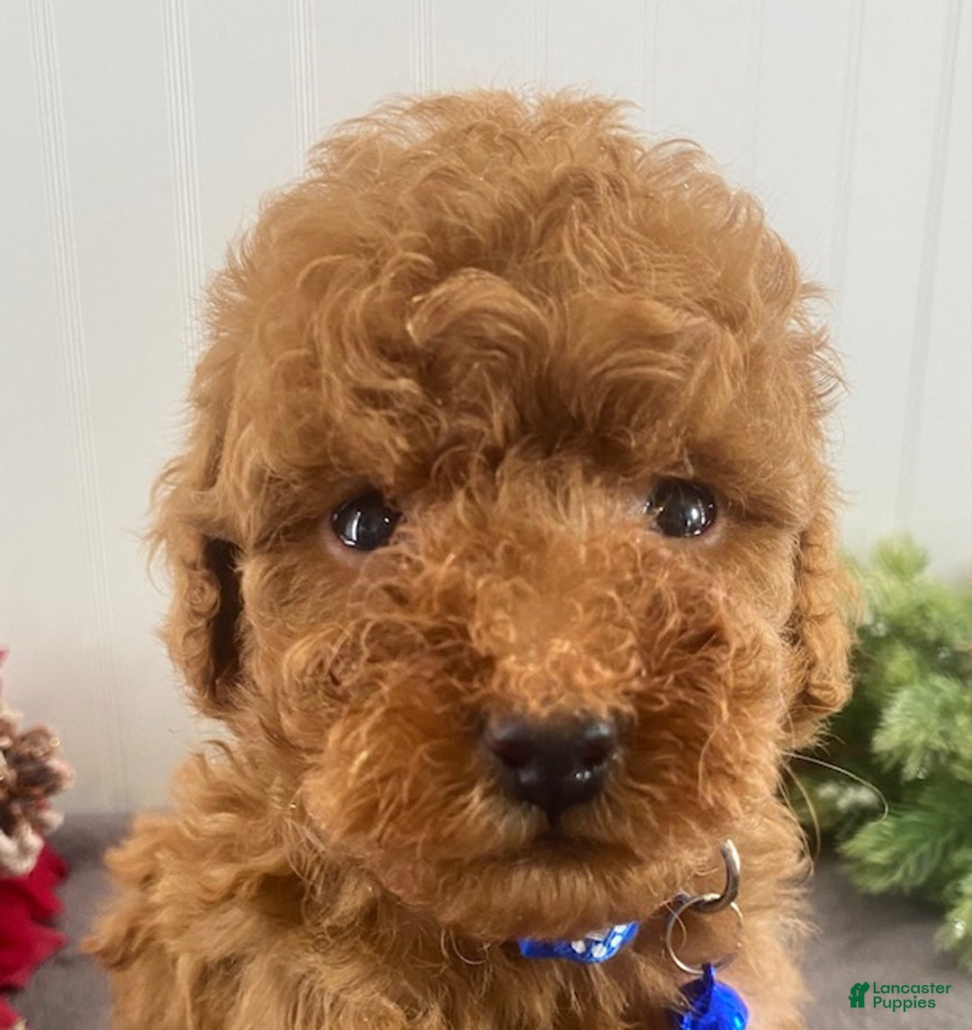 Toy Poodle dogs for sale: Buster - Ad 4