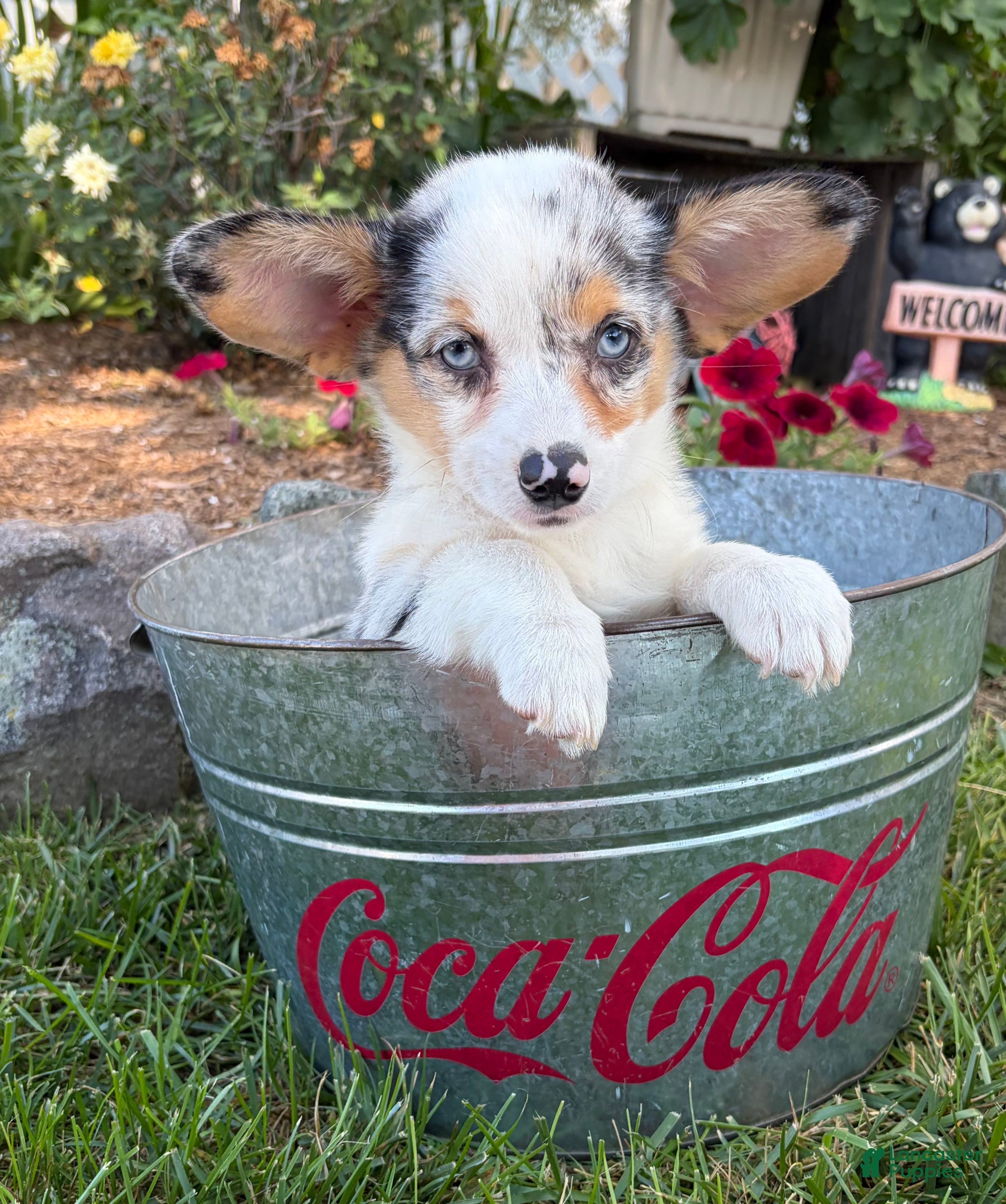 Welsh Corgi Pembroke dogs Gigi - Ad 2
