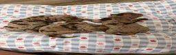 Miniature Poodle dogs for sale: Akc Choc Merle Phantom Red Tie - Ad 16