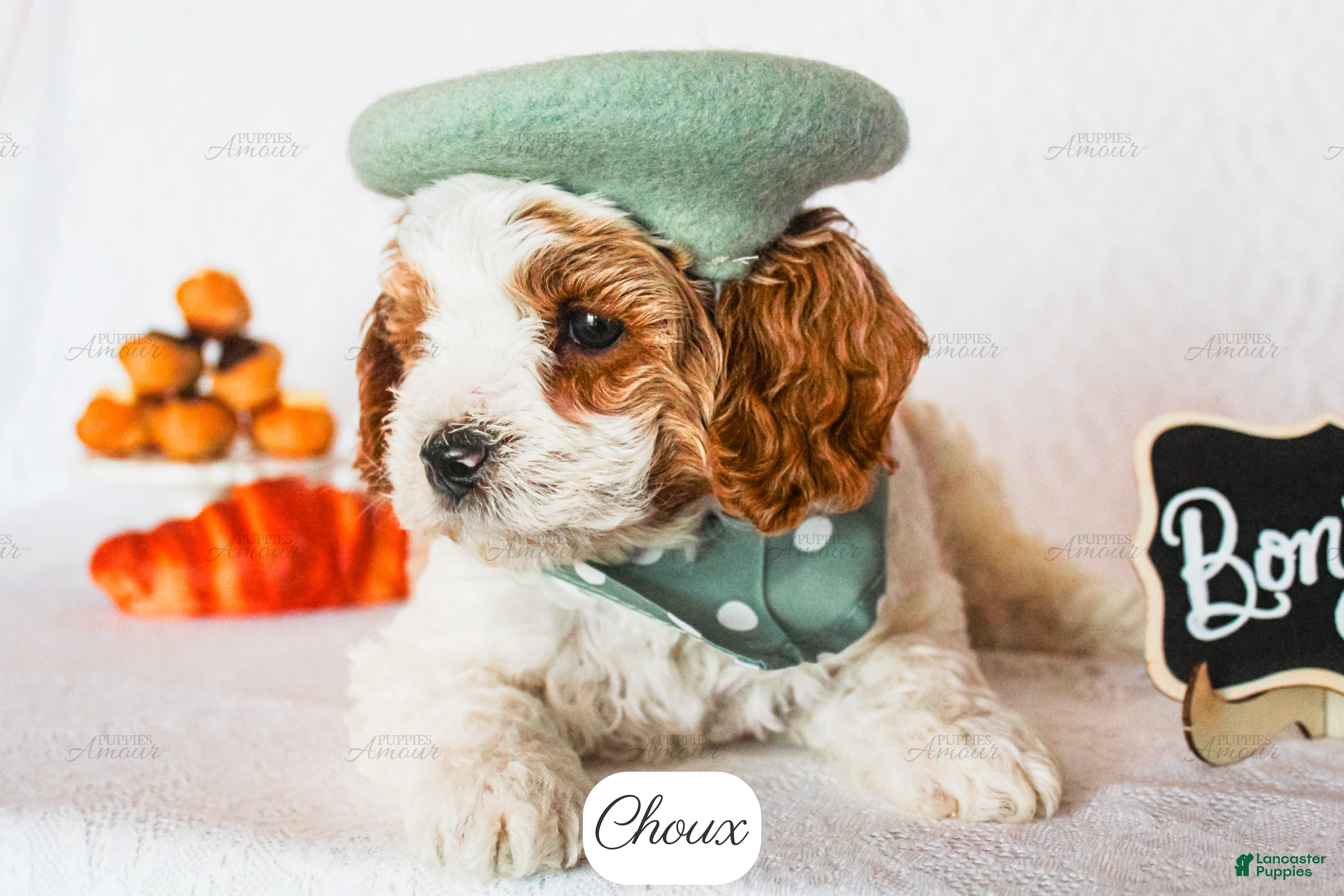 Cavapoo dogs Choux - Ad 2