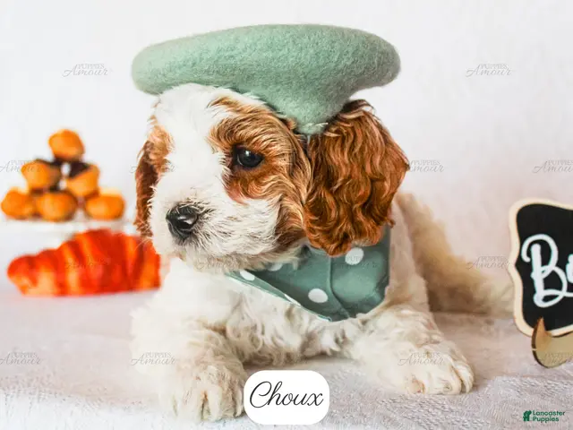 Cavapoo dogs for sale: Choux - Ad 2