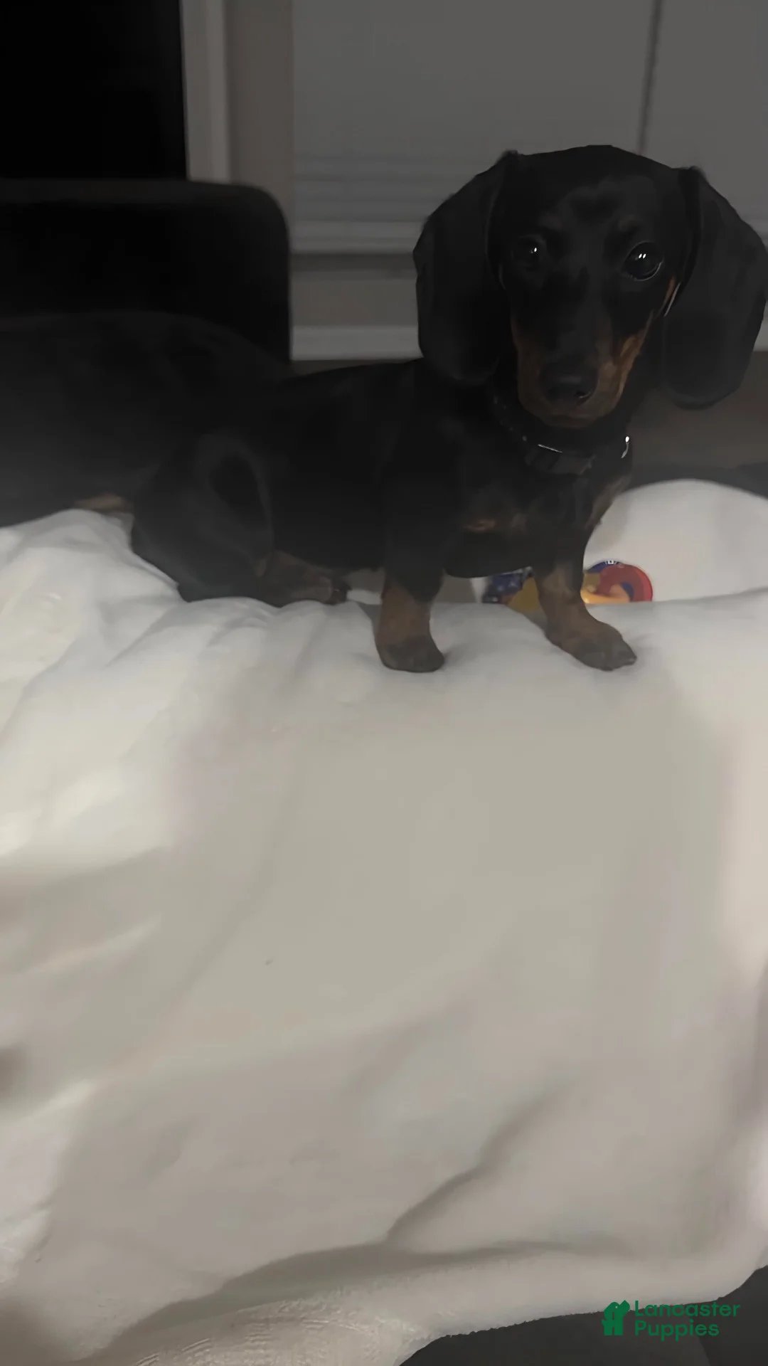 Miniature Dachshund dogs for sale: Coco - Ad 2