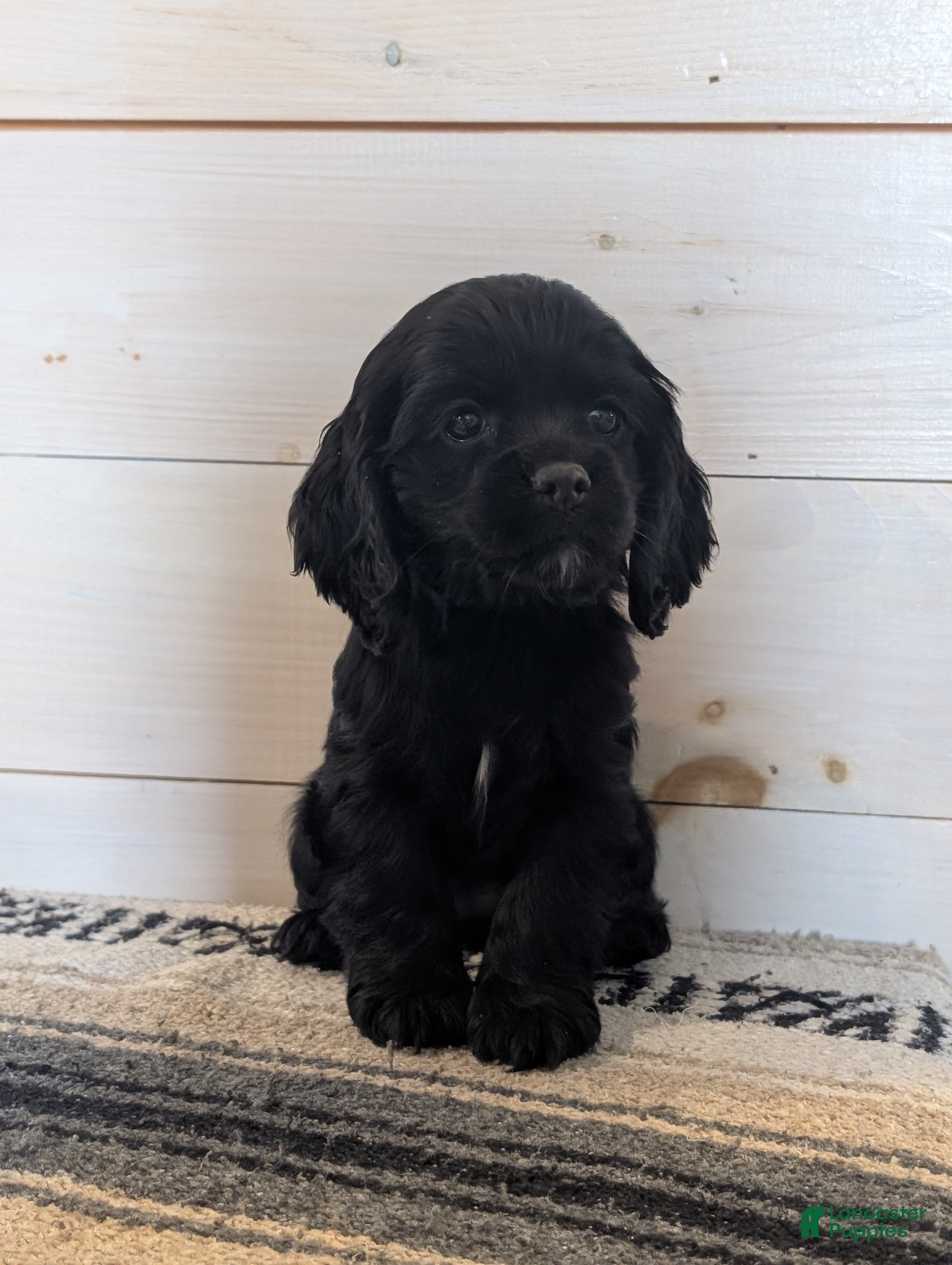 Cocker Spaniel dogs Abby - Ad 1