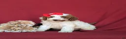 Miniature Poodle dogs for sale: Candace - Ad 2