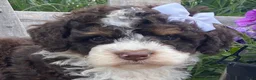 Mini Bernedoodle dogs for sale: Kora - Ad 4