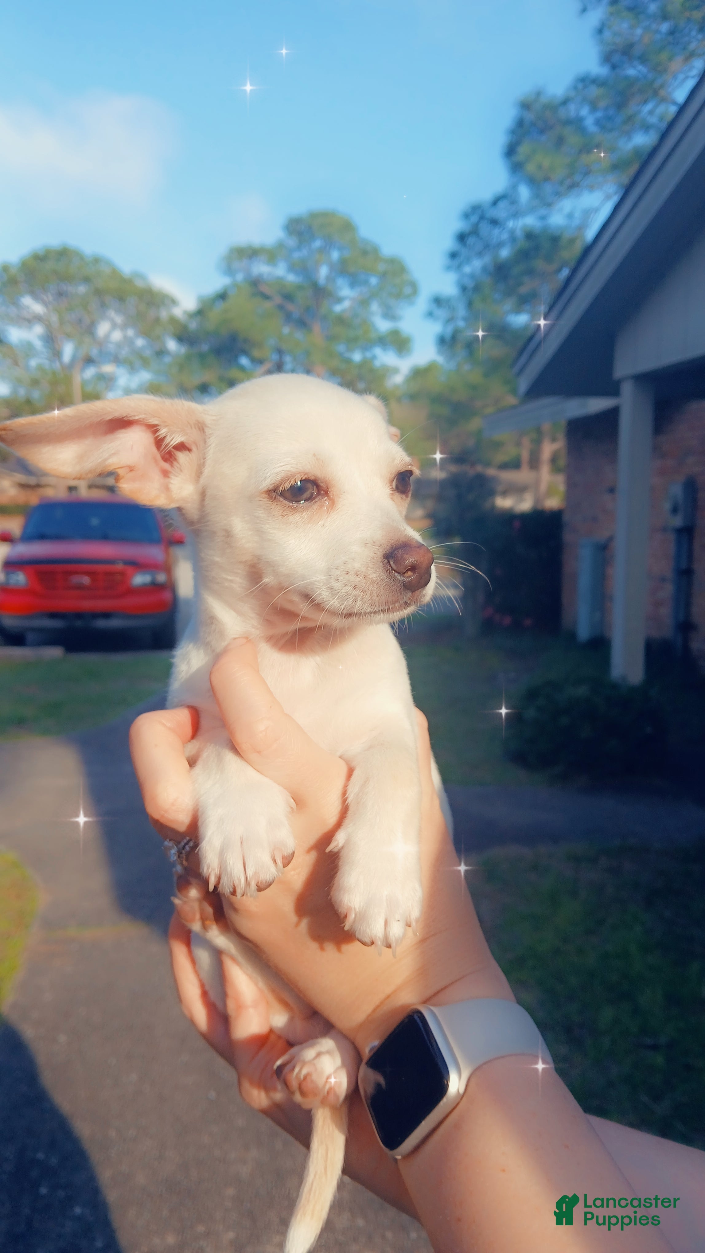 Chiweenie dogs Chiweenie Puppy 1 - Ad 1