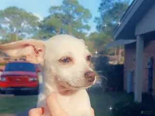 Chiweenie dogs Chiweenie Puppy 1 - Ad 1