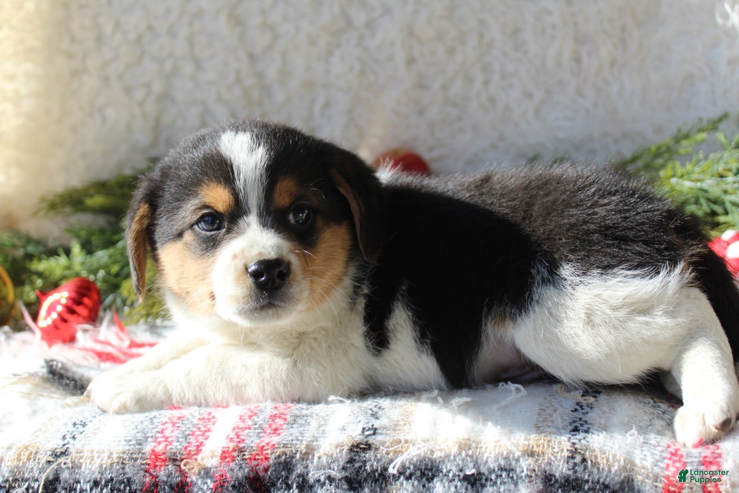 Mixed Breed dogs for sale: Fluffy  - Ad 4