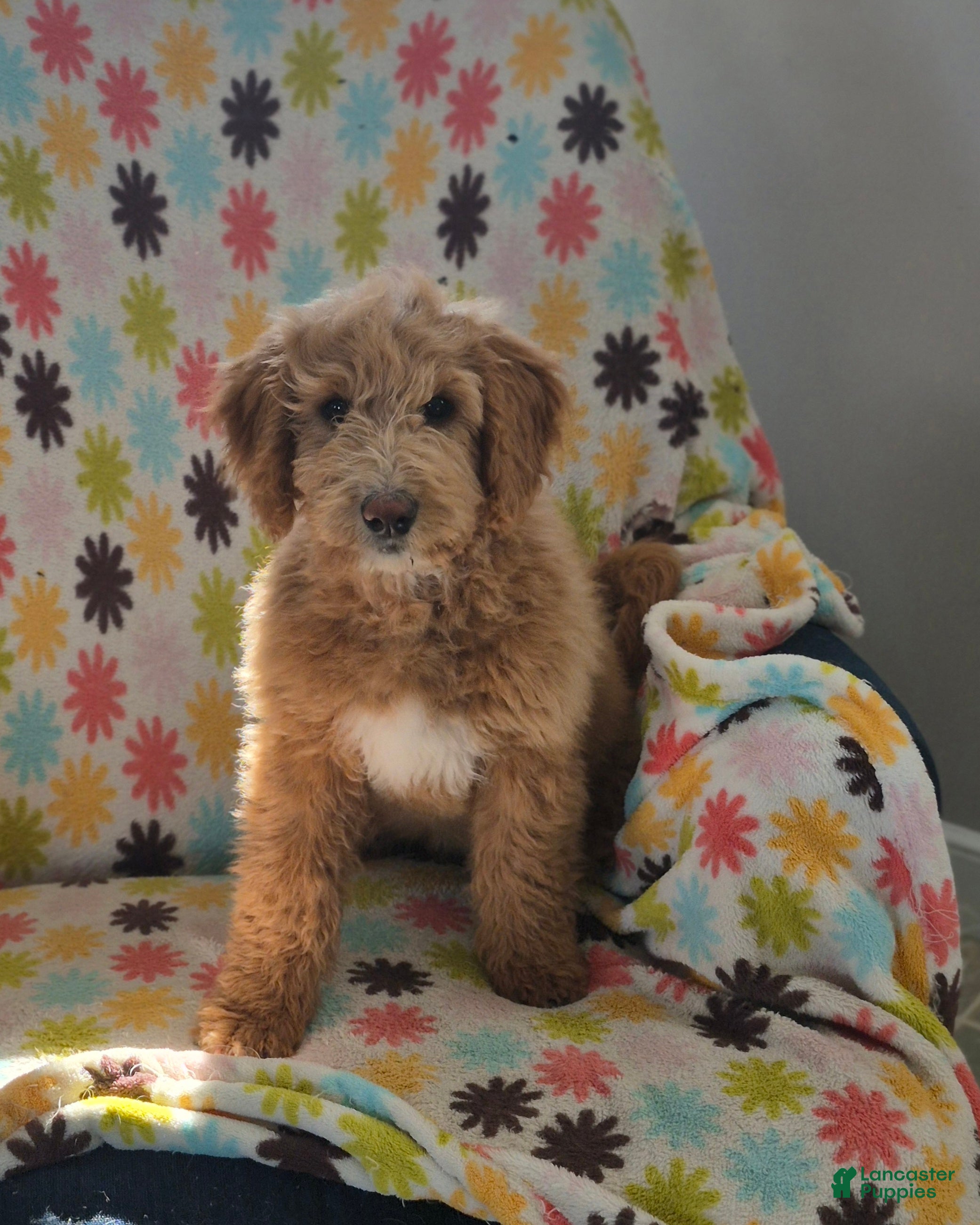 Goldendoodle dogs Lacey - Ad 1