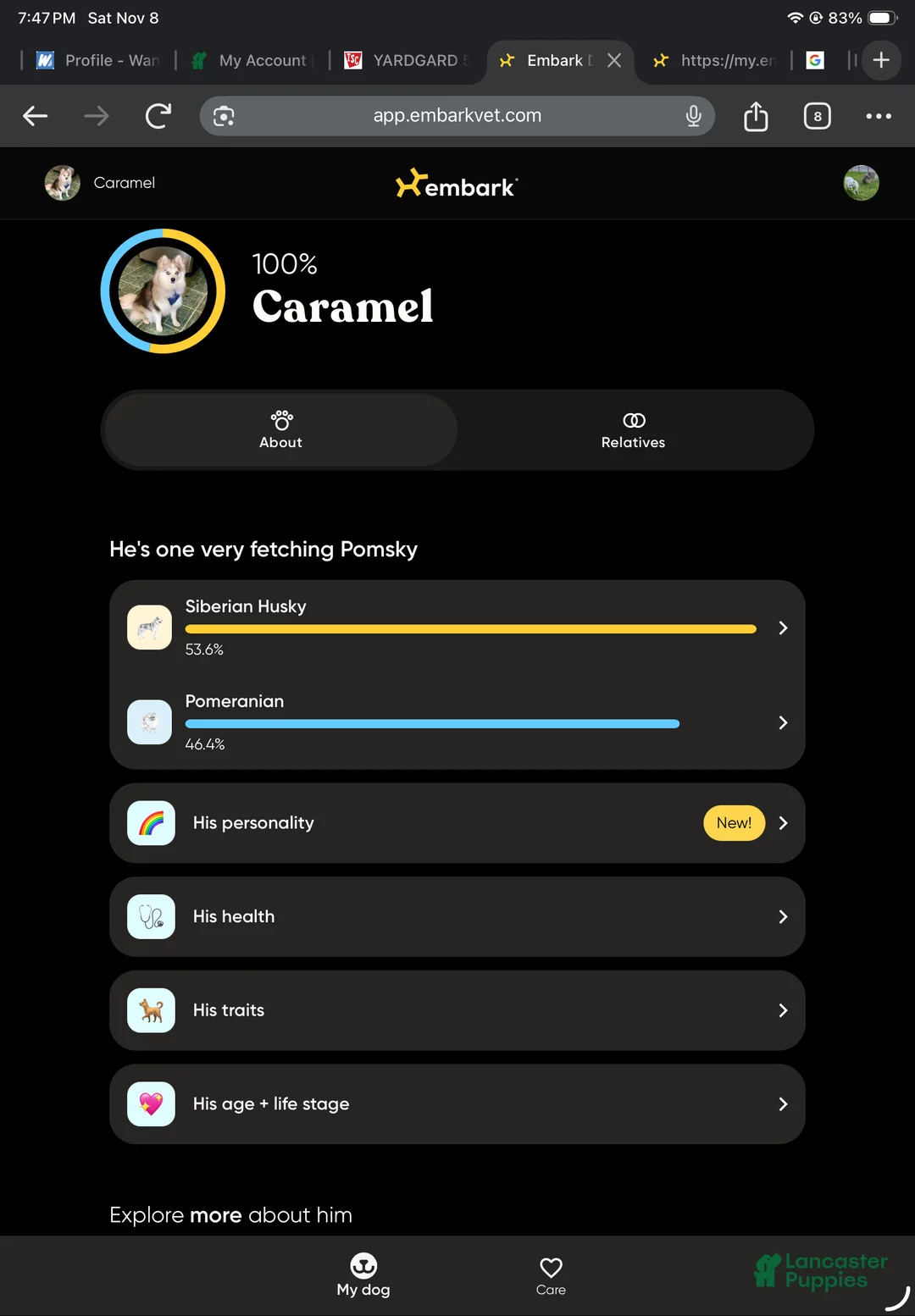 Pomsky dogs for sale: Marty - Ad 23
