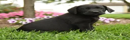 Labrador Retriever dogs for sale: Max - Ad 4