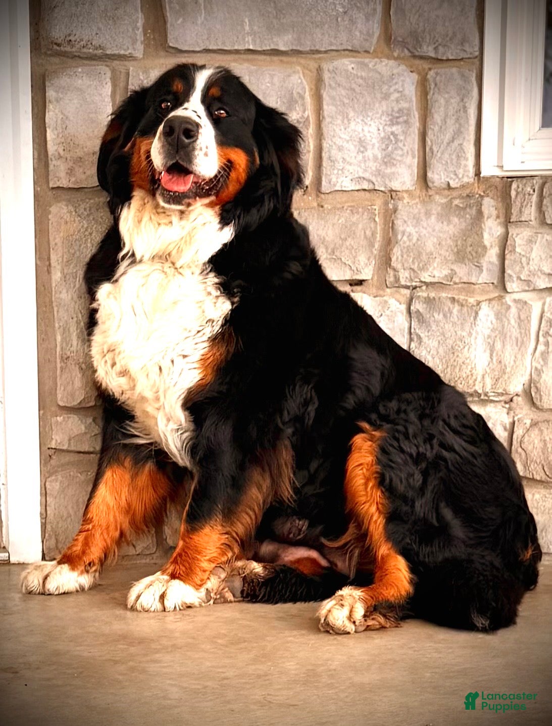 Bernese Mountain Dog dogs Finn - Ad 24