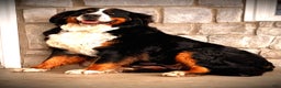 Bernese Mountain Dog dogs for sale: Duke - Ad 1