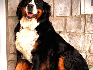 Bernese Mountain Dog dogs Leo - Ad 25