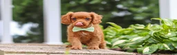 Cavapoo dogs for sale: Dax - Ad 6