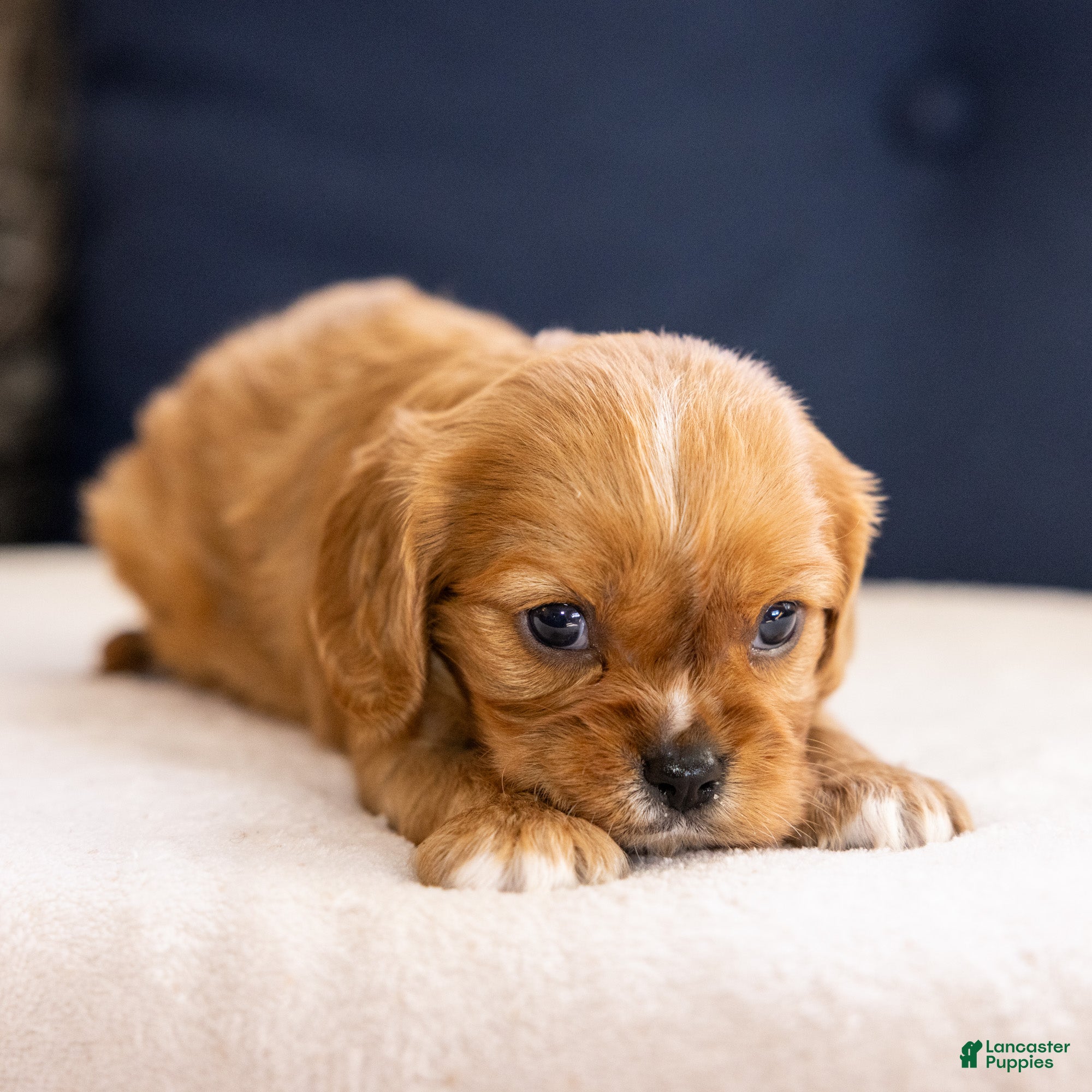 Cavalier King Charles Spaniel dogs Chow - Ad 2