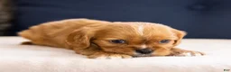 Cavalier King Charles Spaniel dogs for sale: Chow - Ad 2