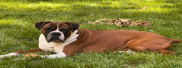 Cassius