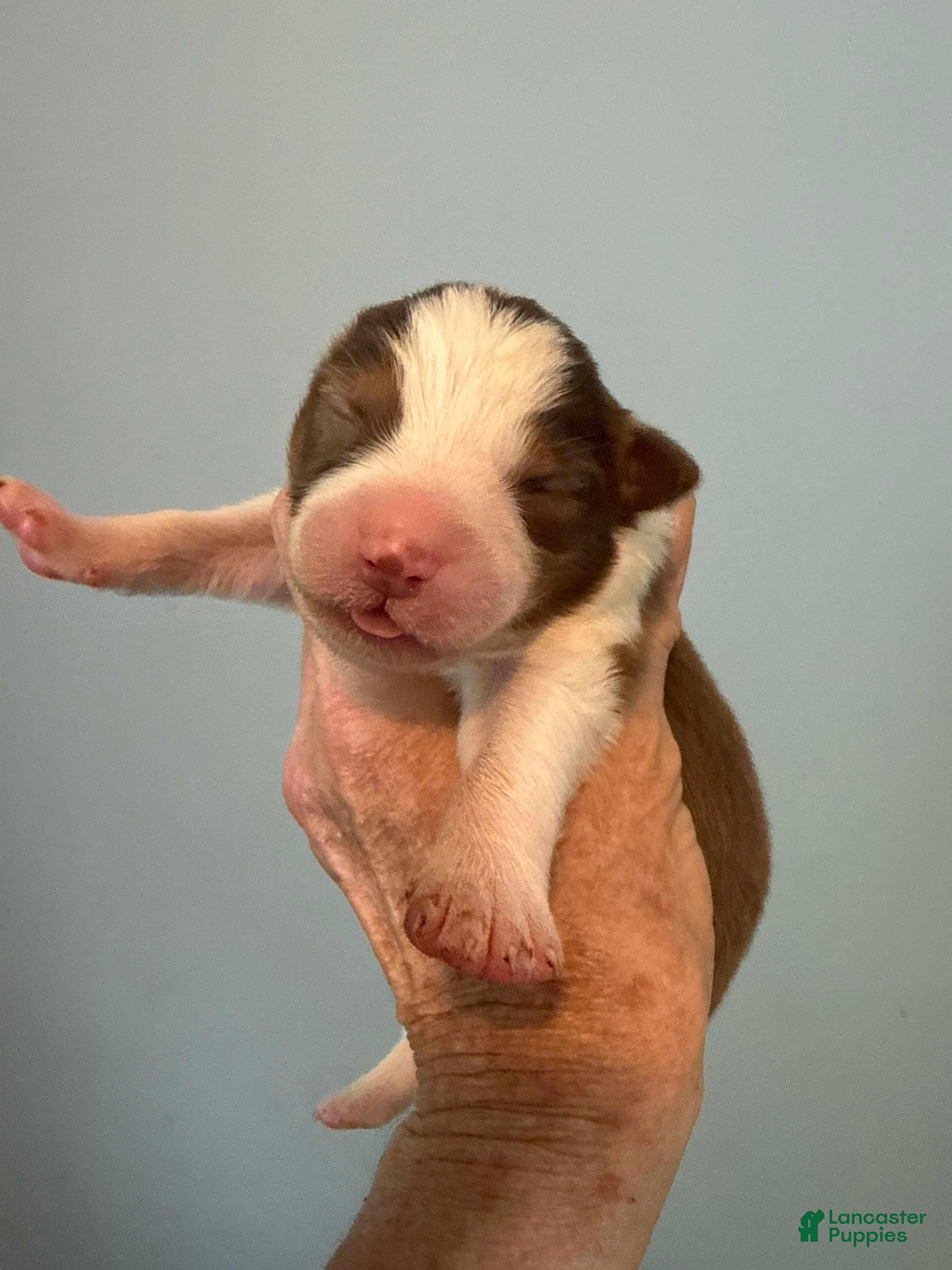 Australian Shepherd dogs Australian Shepherd Puppy 6 - Ad 38