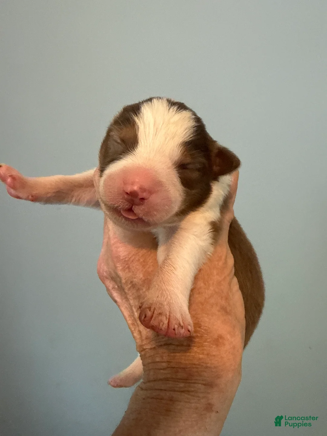 Australian Shepherd dogs for sale: Australian Shepherd Puppy 6 - Ad 1