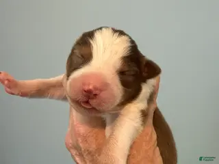 Australian Shepherd dogs Australian Shepherd Puppy 6 - Ad 38