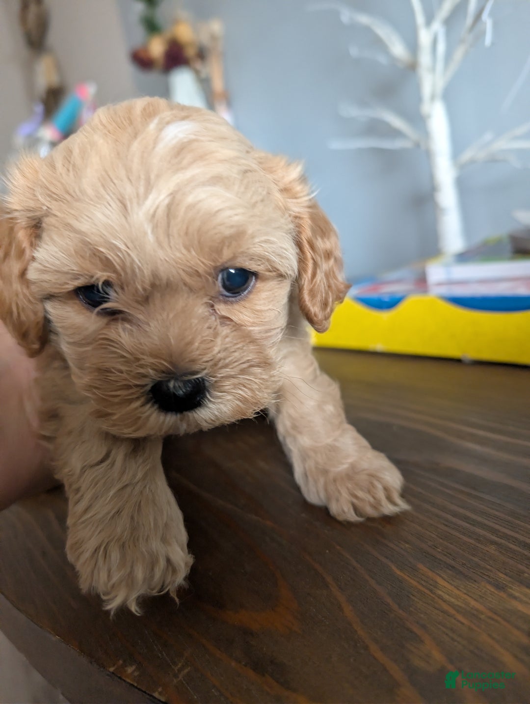 Mixed Breed dogs for sale: Mixed Breed Puppy 6 - Ad 1