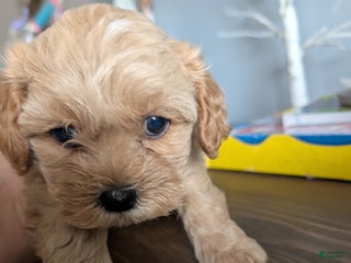 Mixed Breed dogs Mixed Breed Puppy 6 - Ad 41