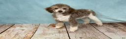 Mini Sheepadoodle dogs for sale: Sierra - Ad 6