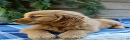 Golden Retriever dogs for sale: Barney  - Ad 2