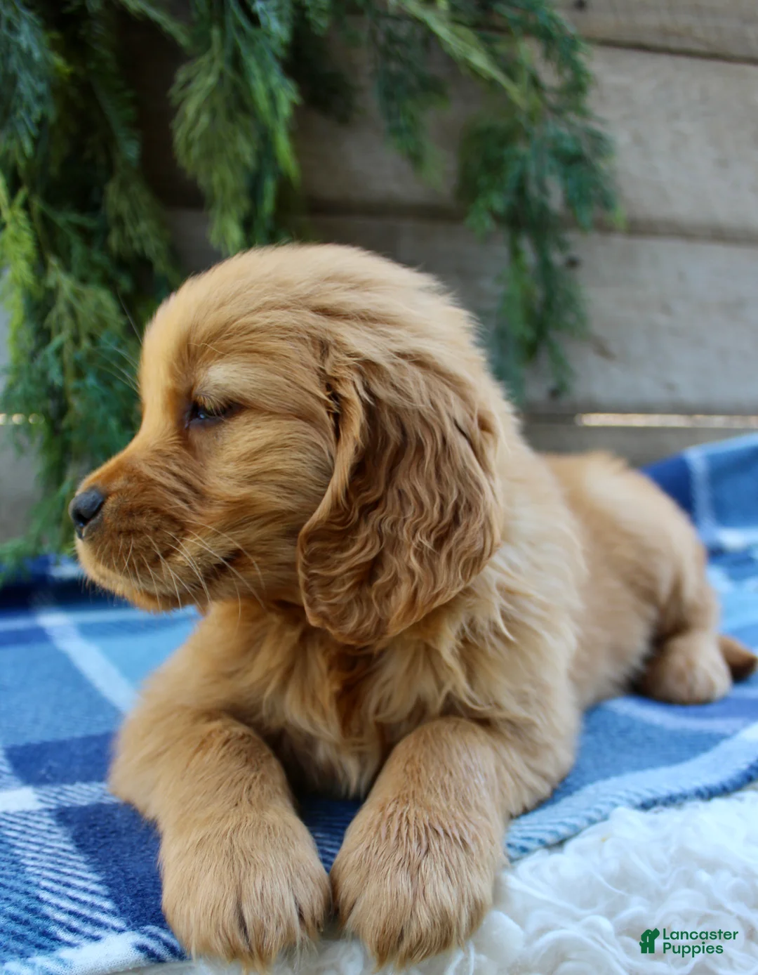 Golden Retriever dogs for sale: Barney  - Ad 2