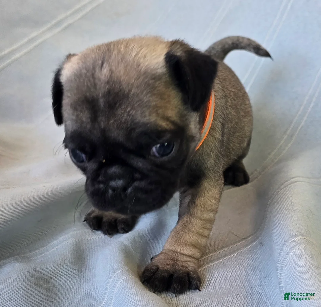 Pug dogs for sale: Nakita - Ad 8